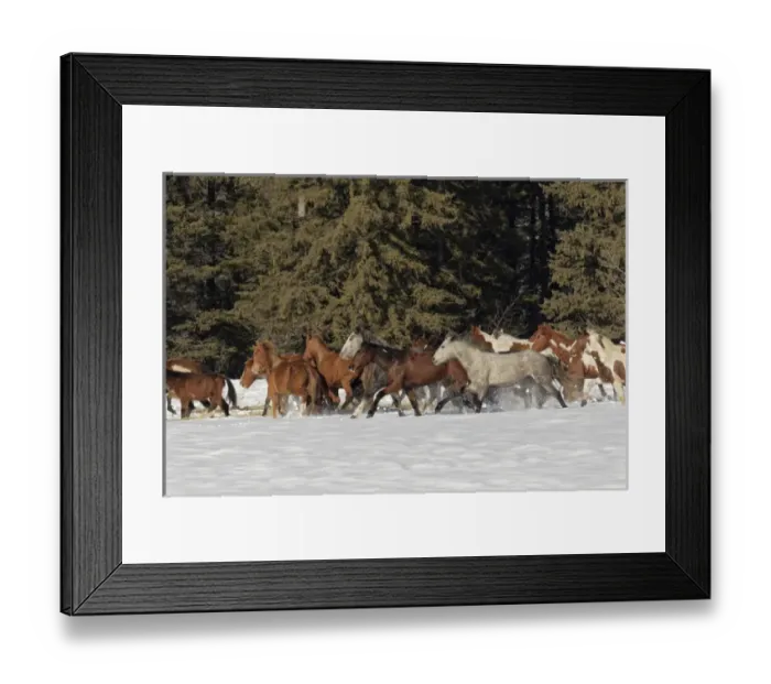 Framed Print : Horse roundup in winter, Kalispell, Montana Equus ferus caballus