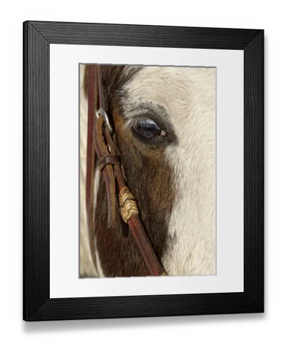 Framed Print : Horse close-up in winter, Kalispell, Montana Equus ferus caballus