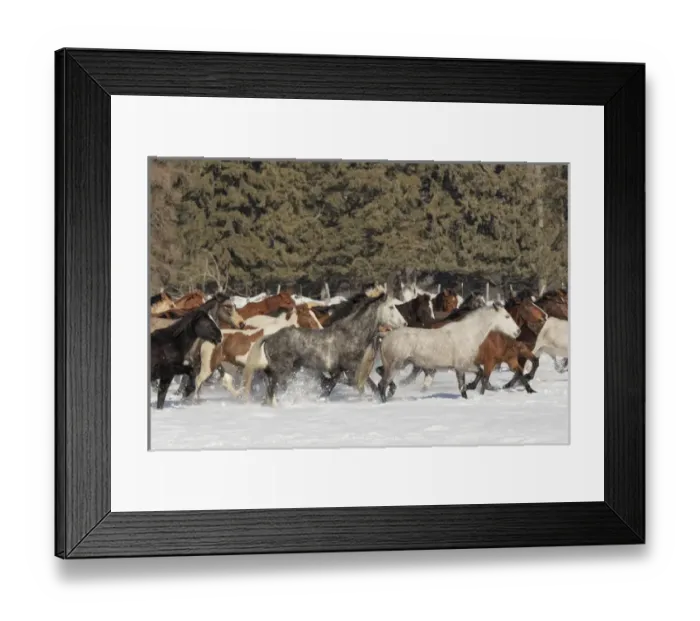 Framed Print : Horse roundup in winter, Kalispell, Montana Equus ferus caballus
