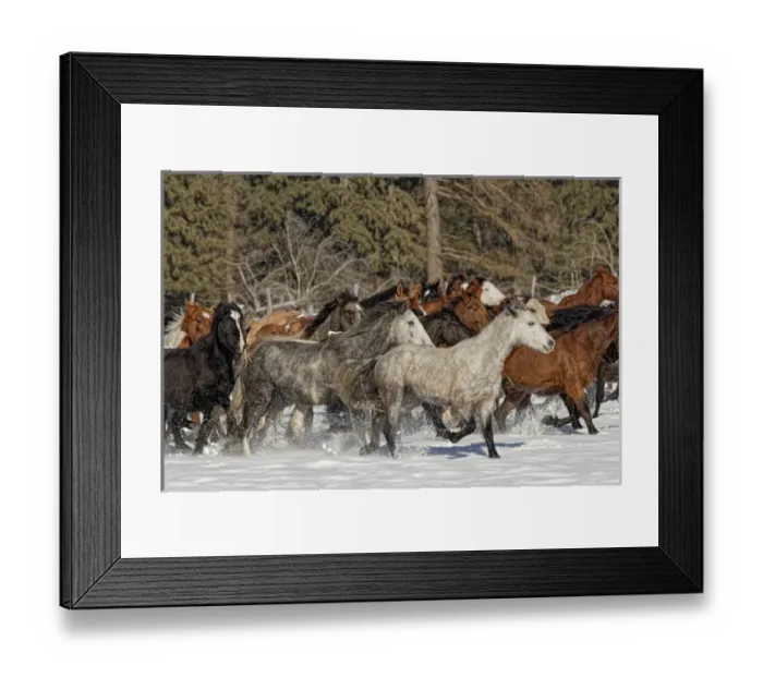 Framed Print : Horse roundup in winter, Kalispell, Montana Equus ferus caballus Framed Print : Horse roundup in winter, Kalispell, Montana Equus ferus caballus