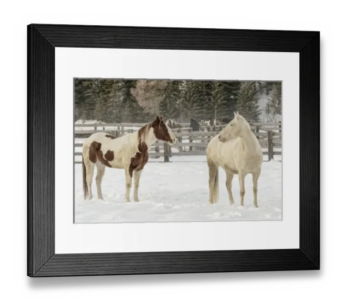 Framed Print : Horse roundup in winter, Kalispell, Montana Equus ferus caballus Framed Print : Horse roundup in winter, Kalispell, Montana Equus ferus caballus
