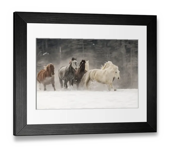 Framed Print : Horse roundup in winter, Kalispell, Montana Equus ferus caballus Framed Print : Horse roundup in winter, Kalispell, Montana Equus ferus caballus