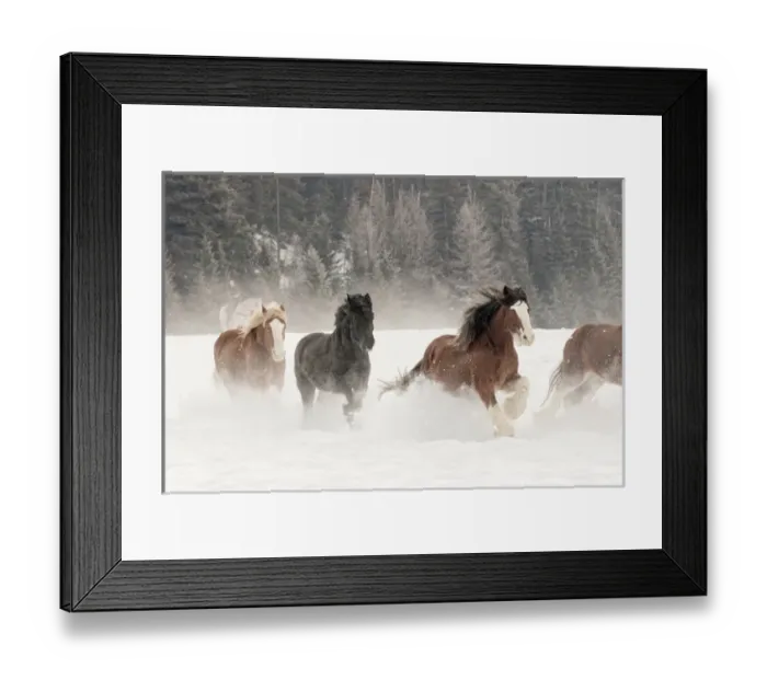 Framed Print : Belgian Horse roundup in winter, Kalispell, Montana. Equus ferus caballus Framed Print : Belgian Horse roundup in winter, Kalispell, Montana. Equus ferus caballus