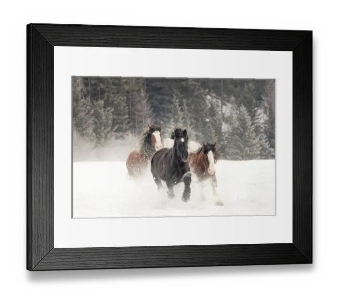 Framed Print : Belgian Horse roundup in winter, Kalispell, Montana. Equus ferus caballus