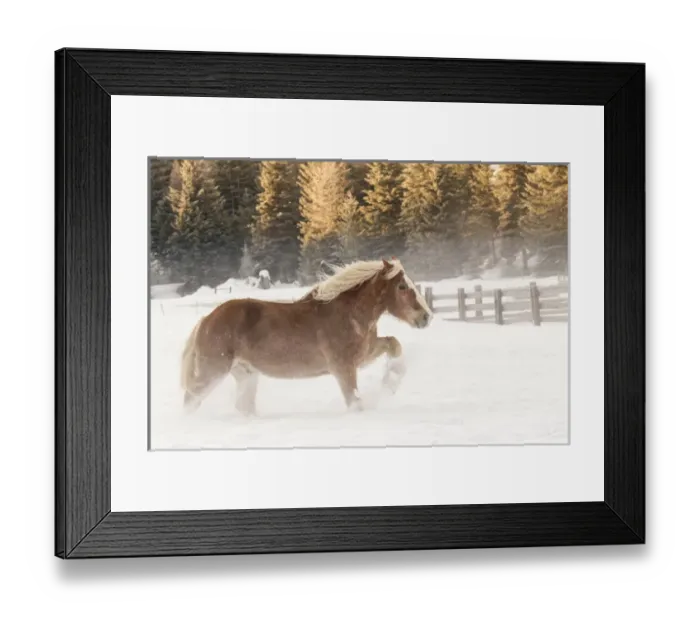 Framed Print : Belgian Horse roundup in winter, Kalispell, Montana. Equus ferus caballus Framed Print : Belgian Horse roundup in winter, Kalispell, Montana. Equus ferus caballus
