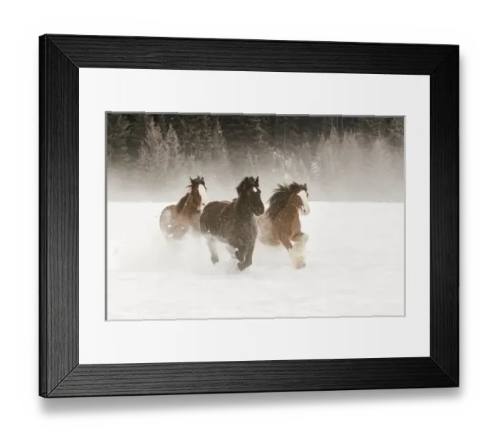 Framed Print : Belgian Horse roundup in winter, Kalispell, Montana. Equus ferus caballus Framed Print : Belgian Horse roundup in winter, Kalispell, Montana. Equus ferus caballus