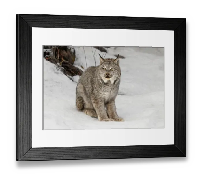 Framed Print : Canada Lynx or Canadian Lynx in winter, (Captive) Montana Lynx canadensis, Felidae Framed Print : Canada Lynx or Canadian Lynx in winter, (Captive) Montana Lynx canadensis, Felidae