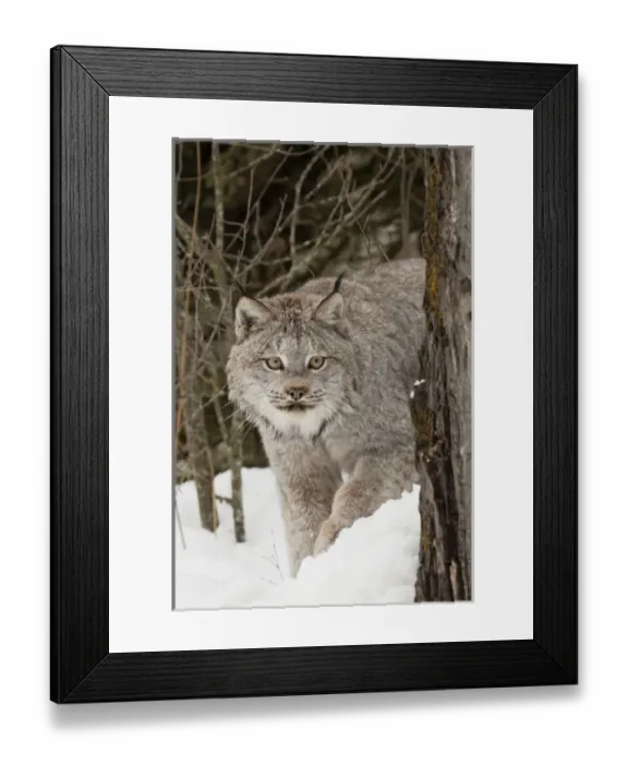 Framed Print : Canada Lynx or Canadian Lynx in winter, (Captive) Montana Lynx canadensis, Felidae Framed Print : Canada Lynx or Canadian Lynx in winter, (Captive) Montana Lynx canadensis, Felidae