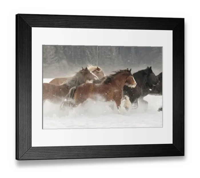 Framed Print : Belgian Horse roundup in winter, Kalispell, Montana. Equus ferus caballus Framed Print : Belgian Horse roundup in winter, Kalispell, Montana. Equus ferus caballus