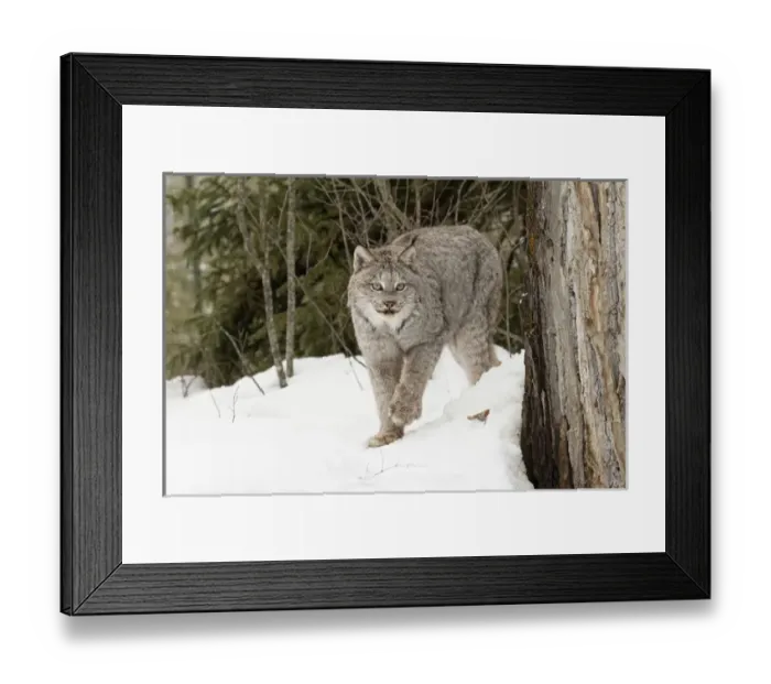 Framed Print : Canada Lynx or Canadian Lynx in winter, (Captive) Montana Lynx canadensis, Felidae Framed Print : Canada Lynx or Canadian Lynx in winter, (Captive) Montana Lynx canadensis, Felidae
