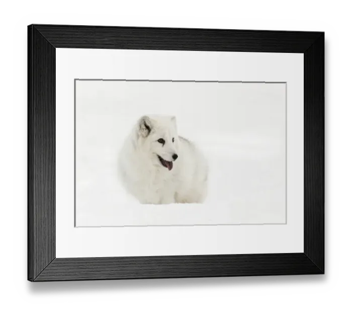 Framed Print : Arctic Fox in snow, (Captive) Montana Vulpes lagopus True Fox, native to Arctic
