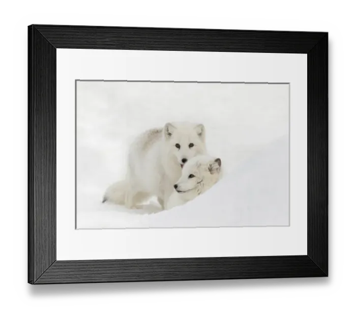 Framed Print : Arctic Fox in snow, (Captive) Montana Vulpes lagopus True Fox, native to Arctic Framed Print : Arctic Fox in snow, (Captive) Montana Vulpes lagopus True Fox, native to Arctic