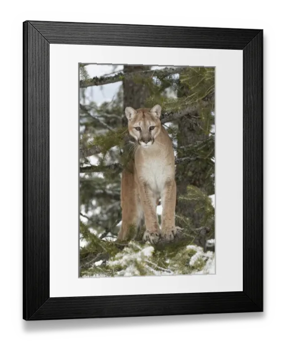 Framed Print : Mountain Lion in mid air jumping, (Captive) Montana Puma concolor Framed Print : Mountain Lion in mid air jumping, (Captive) Montana Puma concolor