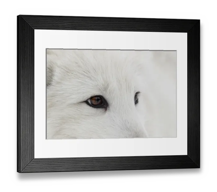 Framed Print : Arctic Fox in snow, (Captive) Montana Vulpes lagopus True Fox, native to Arctic