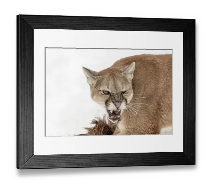 Framed Print : Mountain Lion in mid air jumping, (Captive) Montana Puma concolor Framed Print : Mountain Lion in mid air jumping, (Captive) Montana Puma concolor