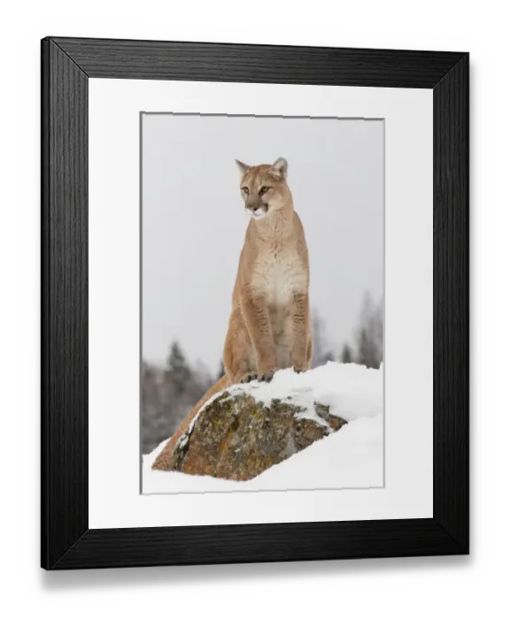 Framed Print : Mountain Lion in mid air jumping, (Captive) Montana Puma concolor Framed Print : Mountain Lion in mid air jumping, (Captive) Montana Puma concolor