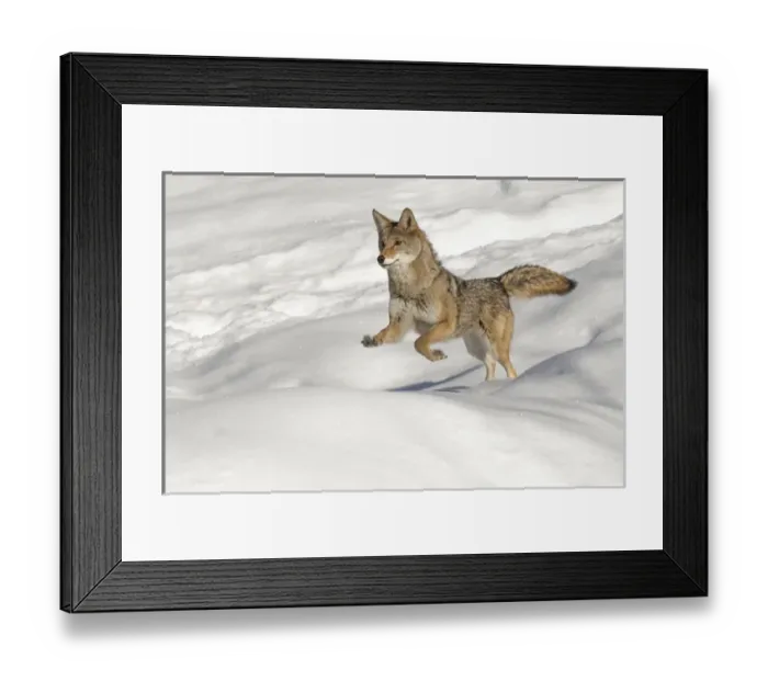 Framed Print : Coyote running on snow, (Captive) Montana Canis latrans Canid Framed Print : Coyote running on snow, (Captive) Montana Canis latrans Canid