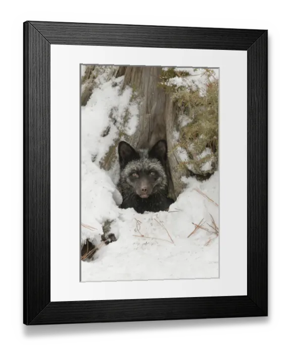 Framed Print : Silver Fox a melanistic form of the red fox, Vulpes vulpes. (Captive) Montana