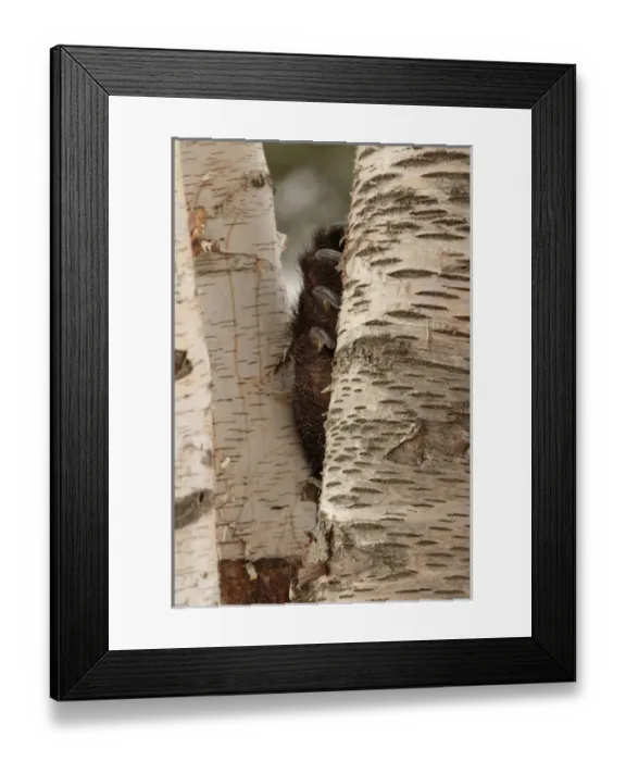Framed Print : Grizzly Bear in winter, Ursus arctos, (Captive) Montana Framed Print : Grizzly Bear in winter, Ursus arctos, (Captive) Montana