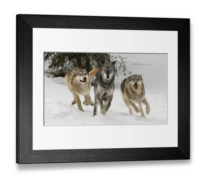Framed Print : Gray Wolf or Timber Wolf, pack behavior in winter, (Captive Situation) Canis lupis Framed Print : Gray Wolf or Timber Wolf, pack behavior in winter, (Captive Situation) Canis lupis