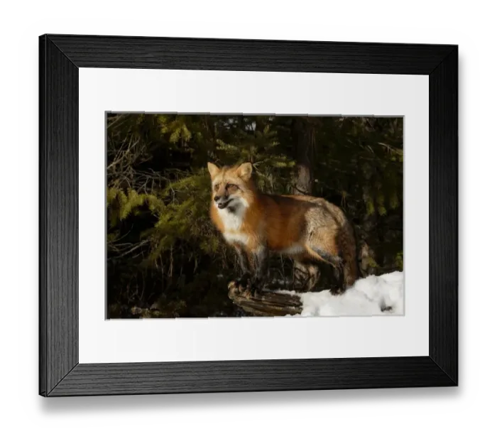Framed Print : Red Fox in winter, (Captive) Montana Vulpes vulpes
