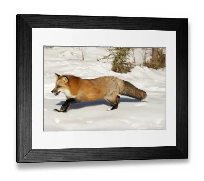 Framed Print : Red Fox in winter, (Captive) Montana Vulpes vulpes Framed Print : Red Fox in winter, (Captive) Montana Vulpes vulpes