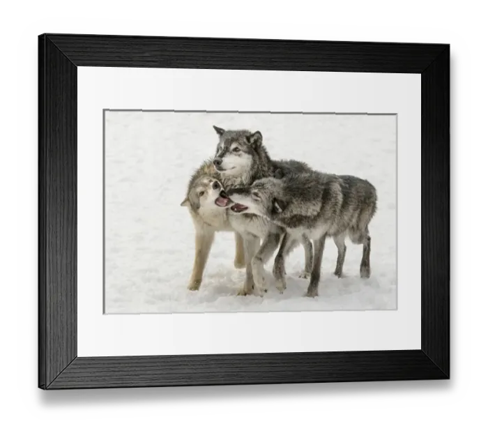 Framed Print : Gray Wolf or Timber Wolf, pack behavior in winter, (Captive Situation) Canis lupis Framed Print : Gray Wolf or Timber Wolf, pack behavior in winter, (Captive Situation) Canis lupis