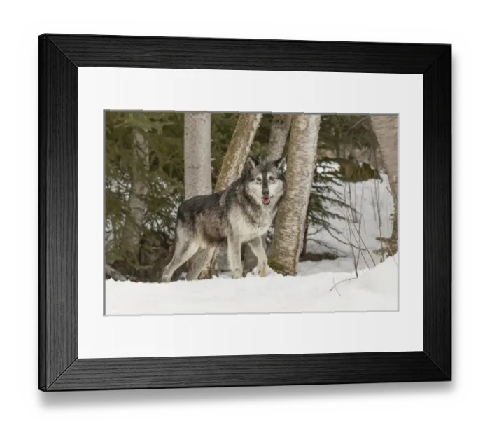 Framed Print : Gray Wolf or Timber Wolf, (Captive Situation) Canis lupis, Montana Framed Print : Gray Wolf or Timber Wolf, (Captive Situation) Canis lupis, Montana