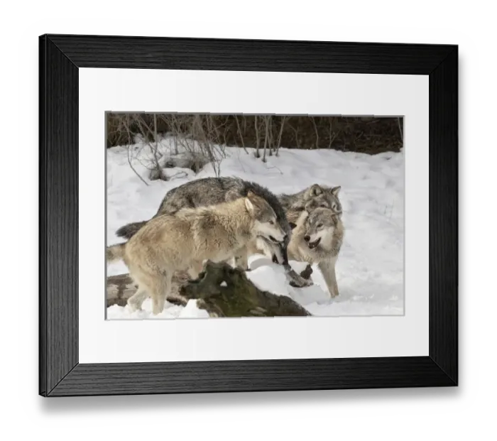 Framed Print : Gray Wolf or Timber Wolf, pack behavior in winter, (Captive Situation) Canis lupis