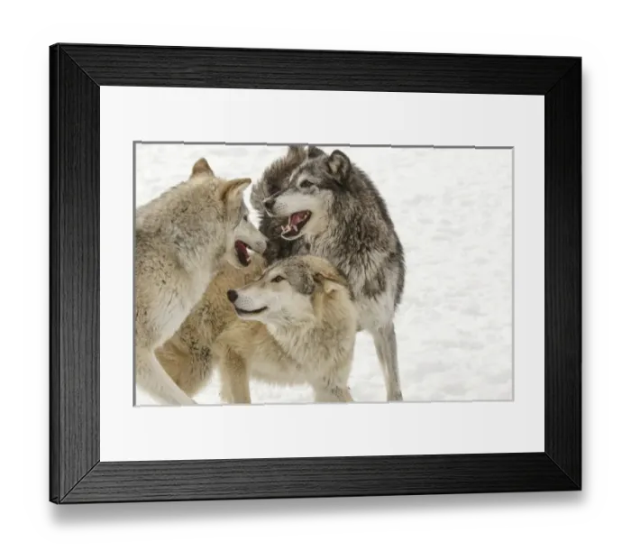 Framed Print : Gray Wolf or Timber Wolf, (Captive Situation) Canis lupis, Montana Framed Print : Gray Wolf or Timber Wolf, (Captive Situation) Canis lupis, Montana