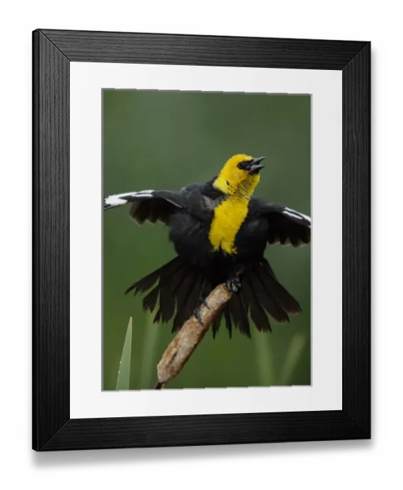 Framed Print : USA, Montana, Great Falls, Benton Lakes National Wildlife Refuge Framed Print : USA, Montana, Great Falls, Benton Lakes National Wildlife Refuge