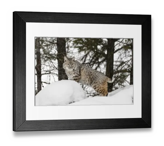 Framed Print : Bobcat in snow (Captive) Montana Lynx rufus Framed Print : Bobcat in snow (Captive) Montana Lynx rufus