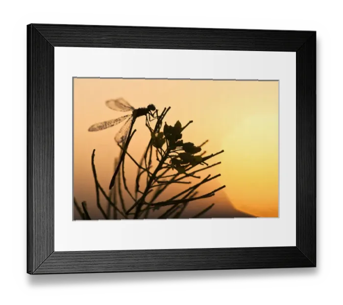 Framed Print : USA, Montana, Lee Metcalf National Wildlife Refuge. Silhouette of damselfly on plant at sunrise Framed Print : USA, Montana, Lee Metcalf National Wildlife Refuge. Silhouette of damselfly on plant at sunrise