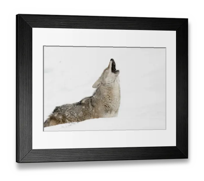 Framed Print : Coyote howling in snow, (Captive) Montana Canis latrans Canid