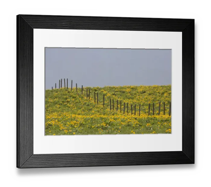 Framed Print : USA, Montana, Rocky Mountain Front. Balsamroot wildflowers grow in field with fence