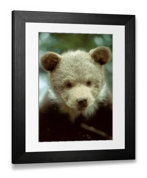 Framed Print : USA, Montana. Rescued grizzly bear cub whose mother was killed