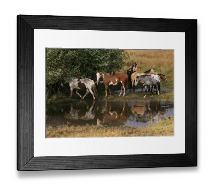 Framed Print : USA, Montana. Horses tended by cowgirl. Credit as: Marie Bush  /  Jaynes Gallery  /  DanitaDelimont