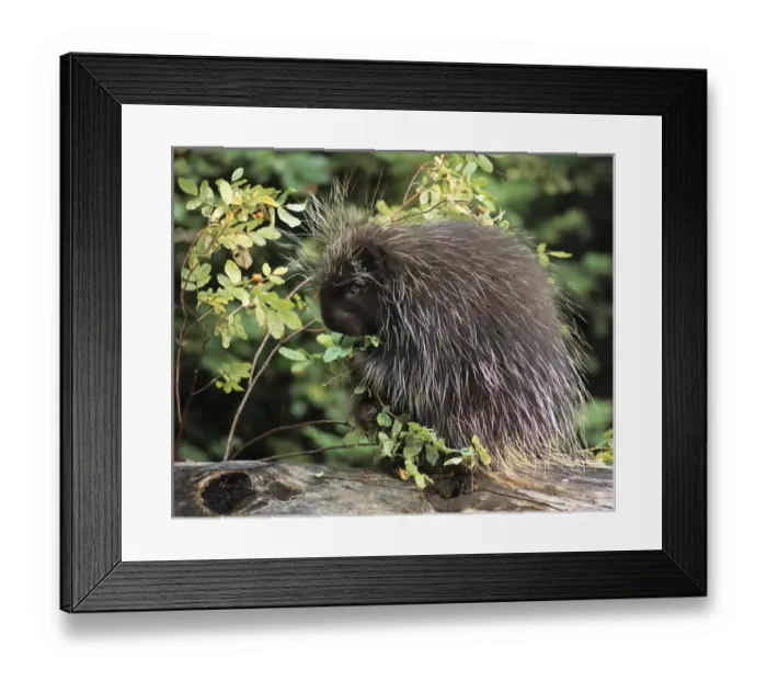 Framed Print : USA, Montana, Kalispell. Porcupine and rose hips at Triple D Game Farm. Credit as Framed Print : USA, Montana, Kalispell. Porcupine and rose hips at Triple D Game Farm. Credit as