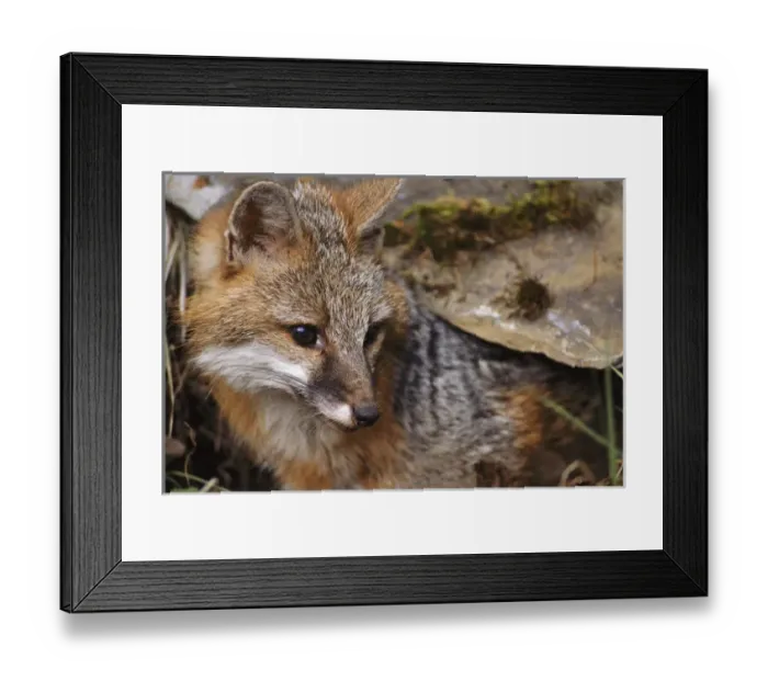 Framed Print : USA, Montana, Kalispell. Gray fox at Triple D Game Farm
