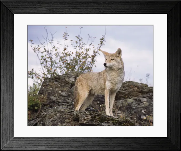 Framed Print : USA, Montana, Kalispell. Coyote at Triple D Game Farm Framed Print : USA, Montana, Kalispell. Coyote at Triple D Game Farm