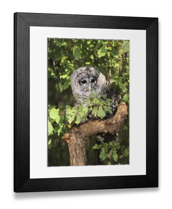 Framed Print : USA, Montana, Kalispell. Barred owl in tree at Triple D Game Farm