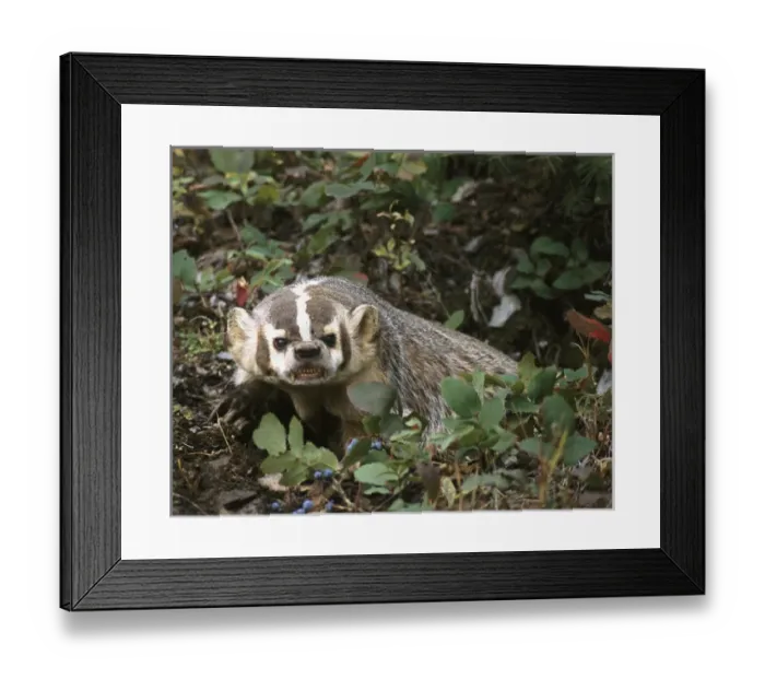 Framed Print : USA, Montana, Kalispell. Growling badger at Triple D Game Farm Framed Print : USA, Montana, Kalispell. Growling badger at Triple D Game Farm