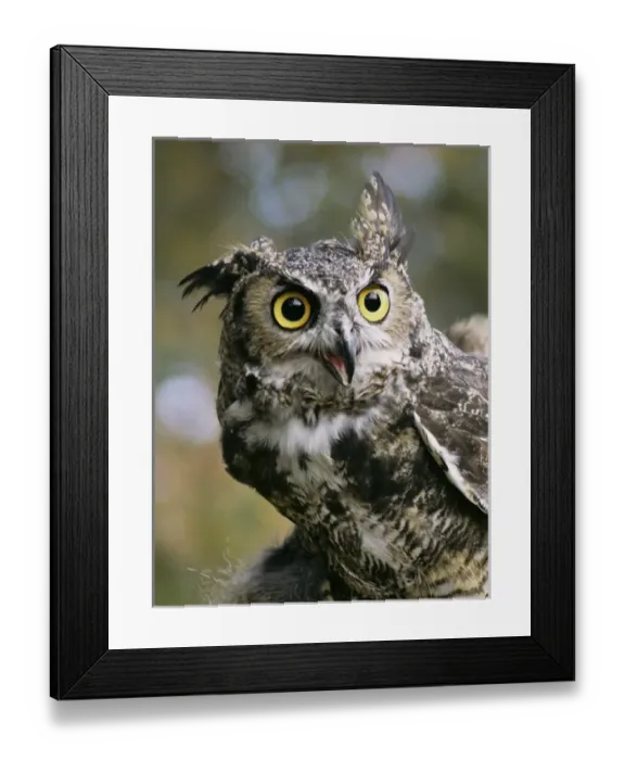 Framed Print : USA, Montana, Kalispell. Great horned owl at Triple D Game Farm