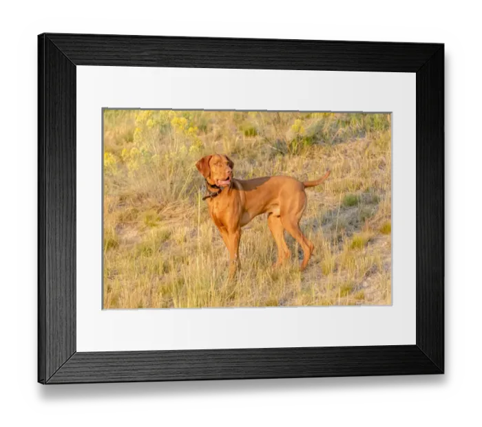 Framed Print : USA, Montana, Missoula. Vizsla hunting dog. Credit as: Fred Lord  /  Jaynes Gallery  /  DanitaDelimont