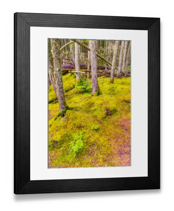 Framed Print : USA, Montana, Glacier National Park. Forest scenic