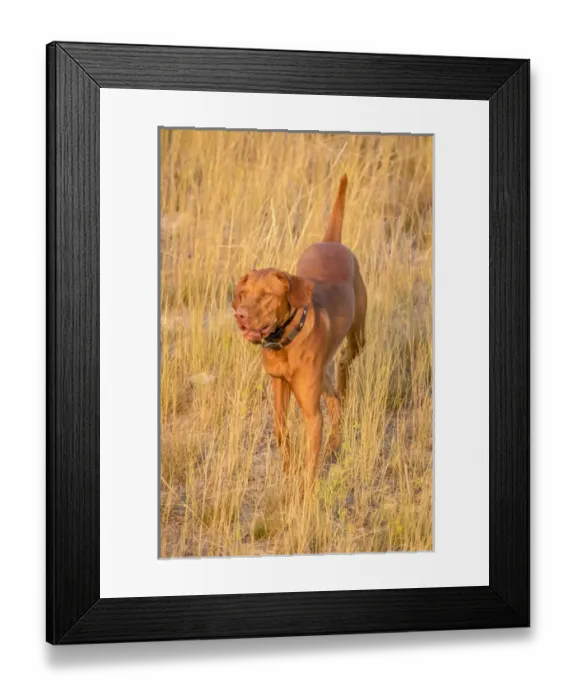 Framed Print : USA, Montana, Missoula. Vizsla hunting dog. Credit as: Fred Lord / Jaynes Gallery / DanitaDelimont Framed Print : USA, Montana, Missoula. Vizsla hunting dog. Credit as: Fred Lord / Jaynes Gallery / DanitaDelimont