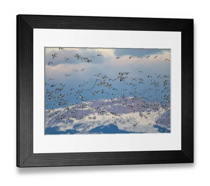 Framed Print : Snow geese during spring migration at Freezeout Lake WMA, Montana, USA