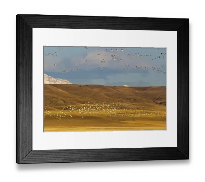 Framed Print : Snow geese during spring migration at Freezeout Lake WMA, Montana, USA Framed Print : Snow geese during spring migration at Freezeout Lake WMA, Montana, USA
