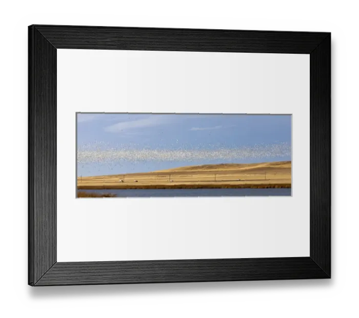 Framed Print : Snow geese during spring migration at Freezeout Lake WMA, Montana, USA