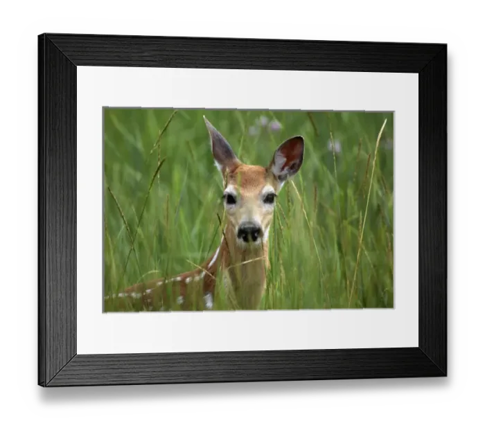 Framed Print : White-tailed deer (Odocoileuis virginianus), fawn in tall grass, National Bison Range Framed Print : White-tailed deer (Odocoileuis virginianus), fawn in tall grass, National Bison Range